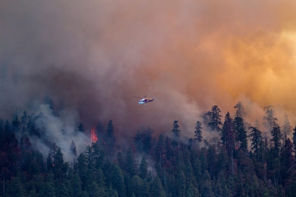 black-bear-population-burning-areas-brown-bears-in-North-America-greater-Yellowstone-ecosystem-recovery-zones-Big-Bear-Lake-California-wildlife-rescue-Lions-Tigers-and-Bears-San-Diego-CA