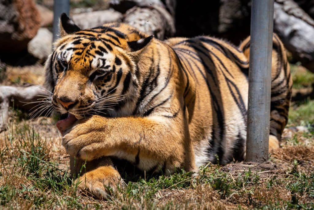 visit-our-San-Diego-animal-sanctuary-Moka-the-tiger-Lions-Tigers-and-Bears-Bobbi-Brink-non-profit-big-cat-rescue-California