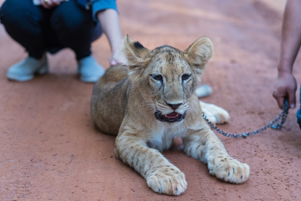 wild-animals-social-media-exotic-animals-not-Christmas-presents-wildlife-trafficking-animal-welfare-support-animal-sanctuaries-San-Diego-non-profit