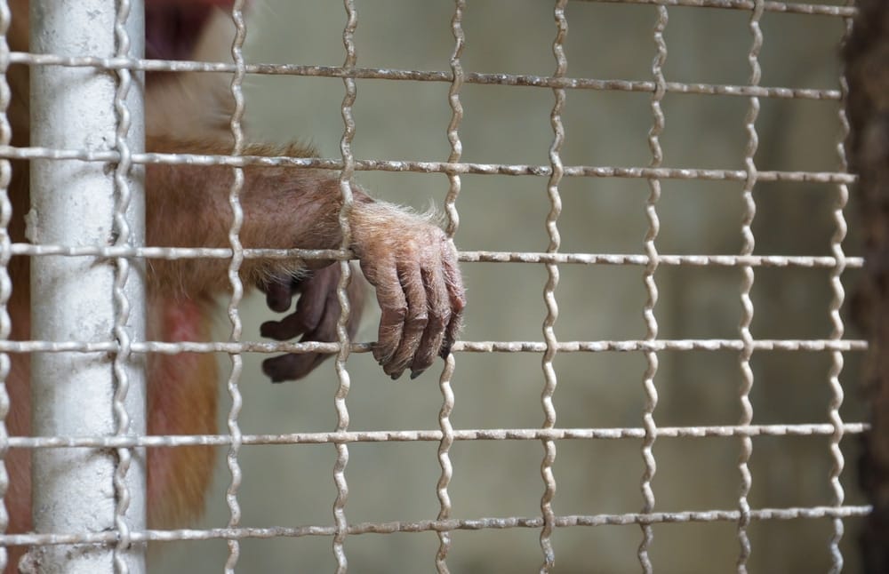 United-States-law-sugar-gliders-natural-habitats-exotic-animal-suffering-in-captivity-endangered-species-danger-to-humans-keeping-exotic-pets-is-expensive-dog-or-cat-live-animals