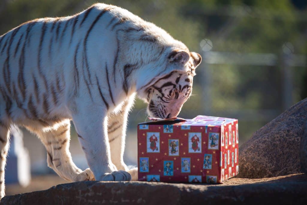 care-for-animals-pet-food-festive-season-big-cats-wild-animals-Santa-Claus-holiday-magic-at-Lions-Tigers-and-Bears-San-Diego-Alpine-California-exotic-animal-sanctuary-big-cat-rescue-white-tiger