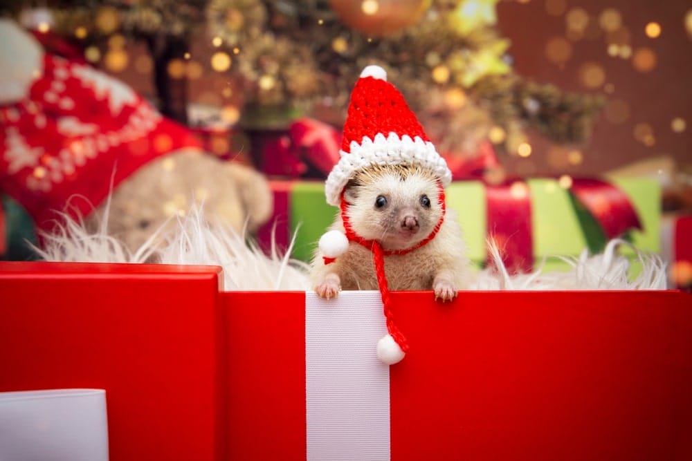 why-exotic-animals-should-never-be-holiday-gifts-Christmas-presents-long-term-commitment-special-occasions-family-member-for-life-sponsor-an-animal-at-our-sanctuary-instead
