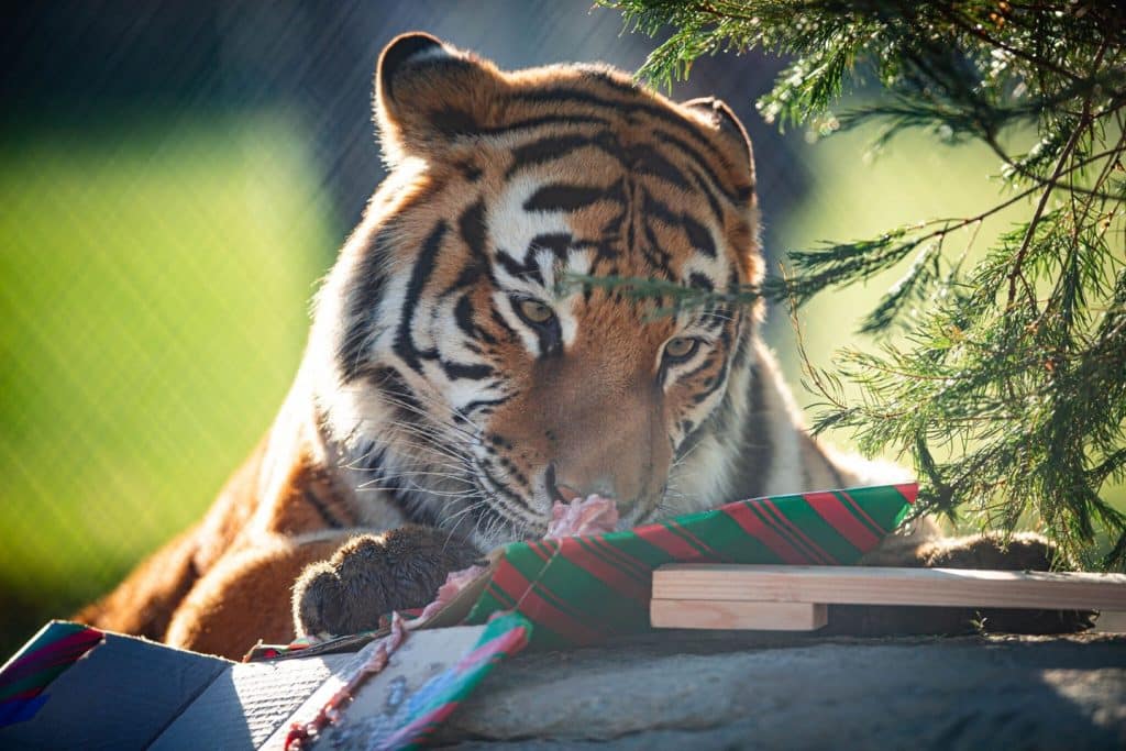 animal-welfare-raise-funds-wild-cats-holiday-magic-exotic-animal-rescue-Christmas-with-the-Animals-San-Diego-Exotic-Animal-Sanctuary