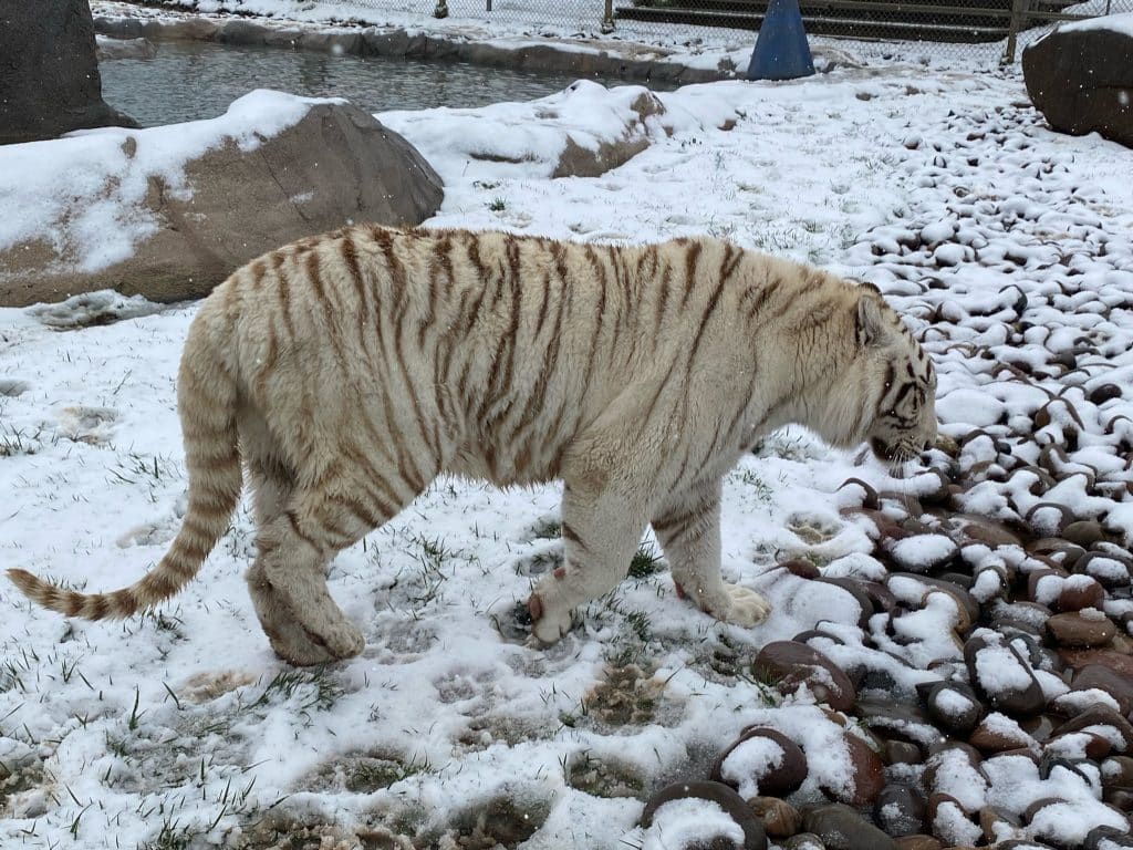 Nola-San-Diego-Animal-Sanctuary-white-tiger-forever-home-Siberian-tiger-habitats-mountain-lions-African-lion-cub-Southeast-Asia-tigers-instinctive-behaviors-winter-survival