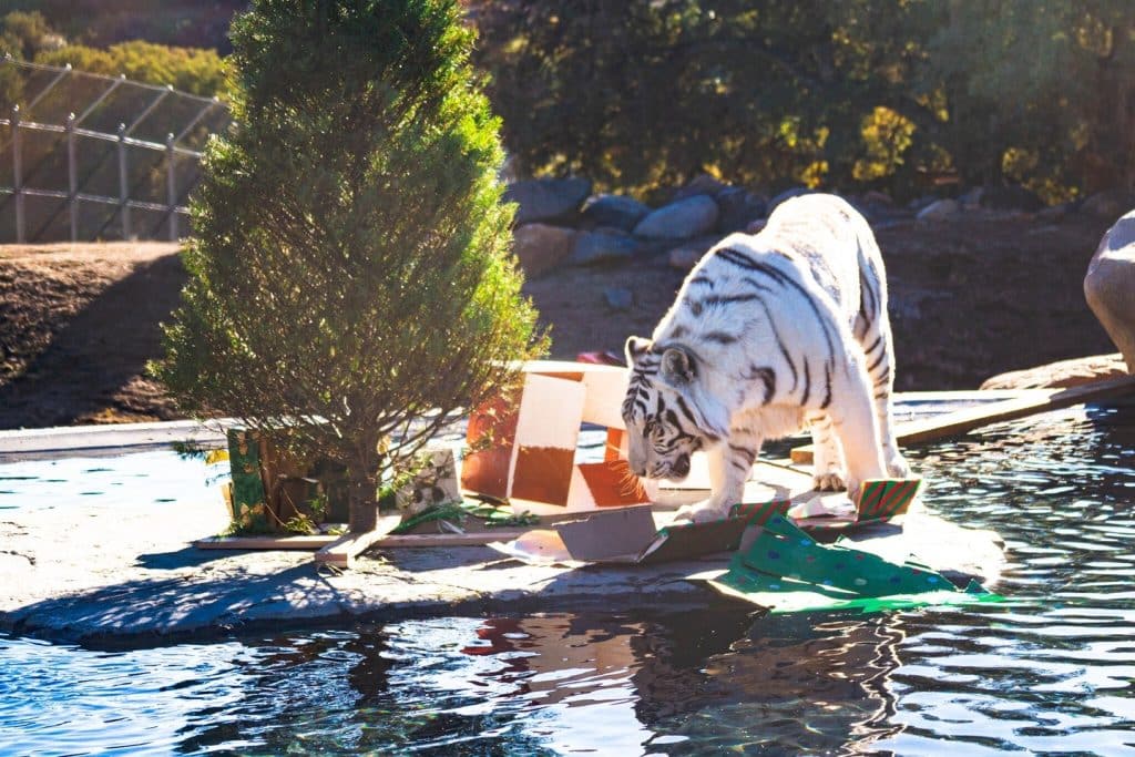 prevent-zoonotic-diseases-captive-bred-house-pets-dogs-and-cats-puppies-or-kittens-sponsor-an-exotic-animal-at-Lions-Tigers-and-Bears-the-San-Diego-Animal-Sanctuary-non-profit-rescue