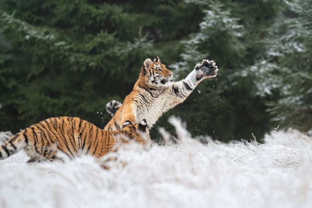 cold-weather-what-animals-hibernate-bear-hibernation-winter-survival-Africa-and-Asia-bobcats-in-the-United-States-San-Diego-Animal-Sanctuary