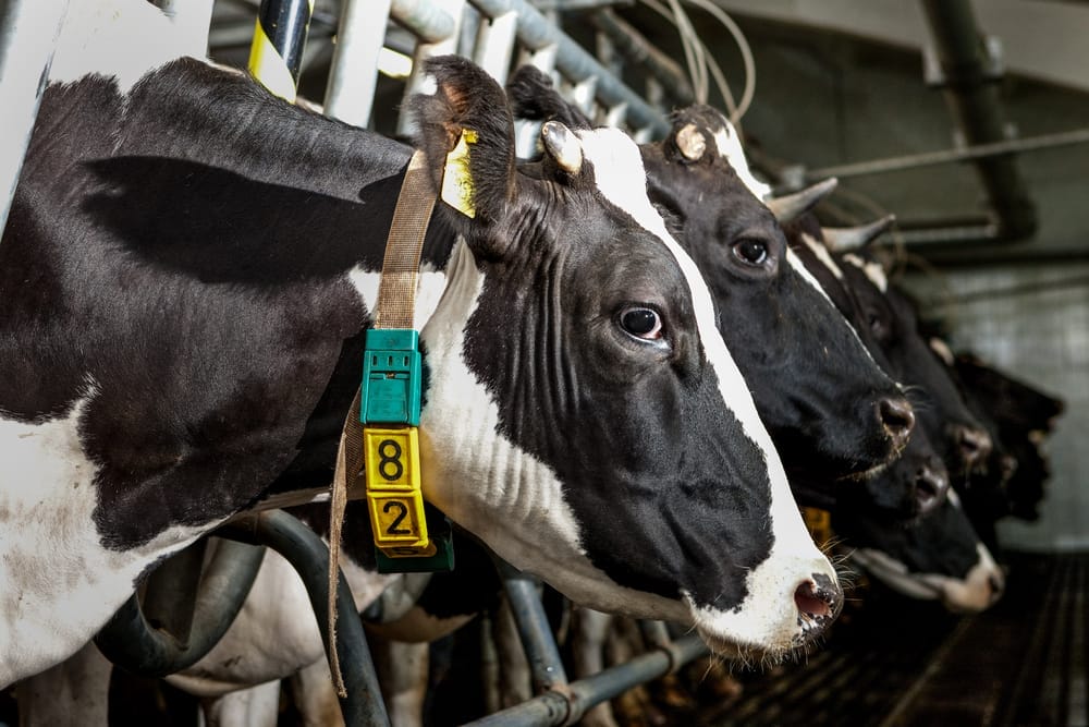 animal-law-school-animal-welfare-factory-farms-companion-animals-people-for-the-ethical-treatment-of-animals