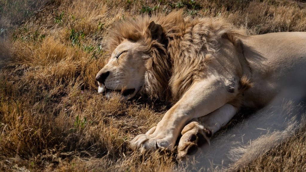 lions-dream-REM-sleep-cycle-dreams-of-animals-real-life-brain-activity-dream-states