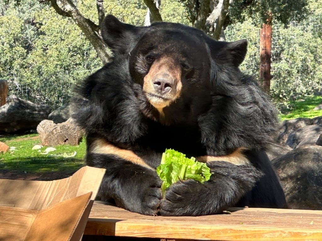 favorite-foods-bear-diet-specialized-diet-pounds-of-meat-bengal-tigers-fruits-and-vegetables-Himalayan-black-bear