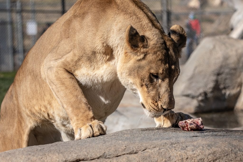 high-quality-diet-big-cats-male-lions-female-lions-proper-nutritional-diet-pounds-at-one-time-exotic-animal-sanctuary