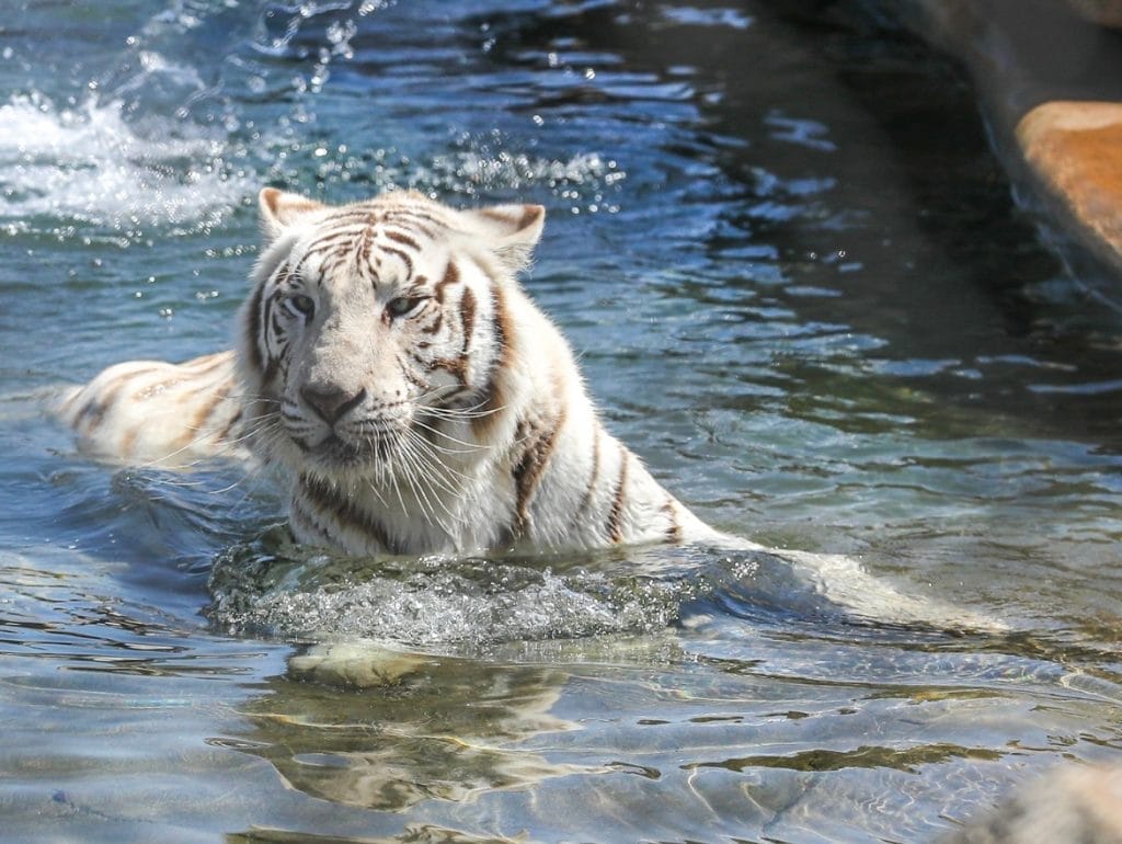 Big-Cat-Public-Safety-Act-United-States-Department-of-Agriculture-animal-welfare-laws-history-of-animal-rights-activism-accredited-sanctuary-big-cat-rescue-San-Deigo-California-wildlife-rescue-Nola-white-tiger