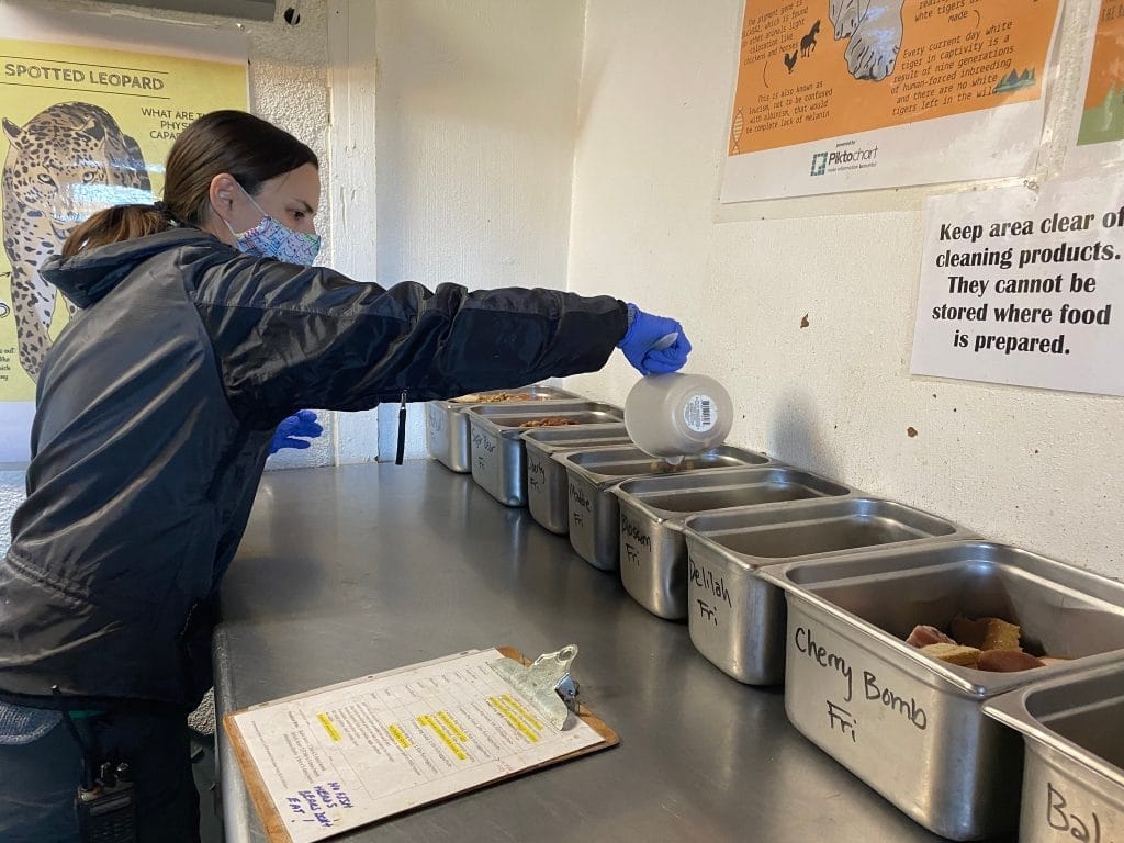 high-quality-specialized-diet-pounds-of-meat-donations-needed-Lions-Tigers-and-Bears-diet-non-profit-please-donate-today-or-visit-us