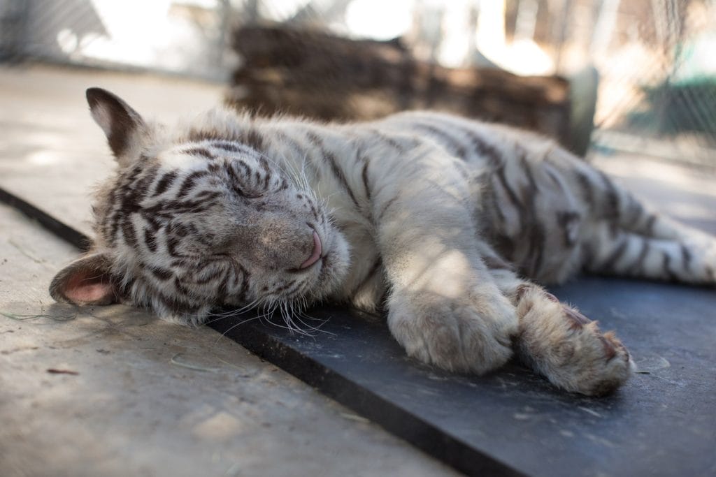 white-tiger-sleeping-complex-dreams-REM-sleep-cycle-rapid-eye-movement-Matthew-Wilson-science-of-sleeping-animals-bear-hibernation