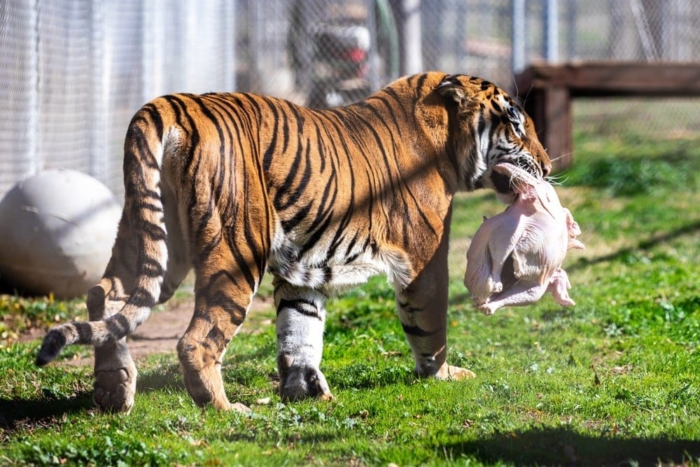 feed-with-a-keeper-exoitc-animal-sanctuary-tiger-favorite-foods-hunt-small-mammals-big-cat-breeds
