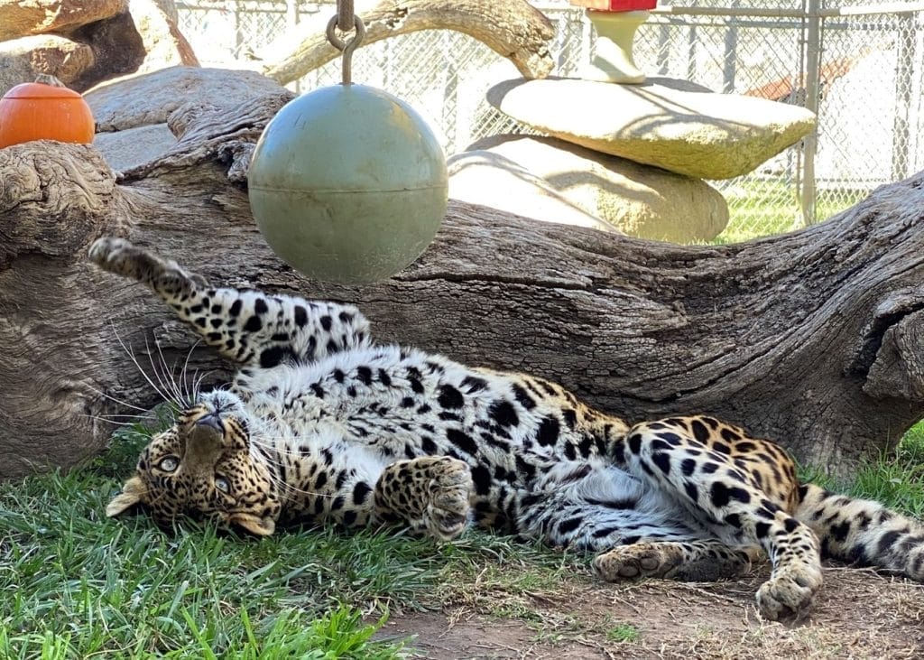 Conga-leopard-San-Diego-big-cat-rescue-exotic-animal-rescue-animal-behaviorists-cognitive-development-how-social-play-helps-them-become-successful-hunters