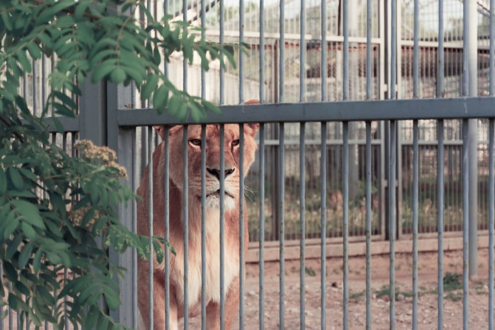 learned-helplessness-polar-bears-lions-depreived-of-their-natural-behavior-puzzle-feeders-lion-pride-social-group-brain-structure-zoochosis