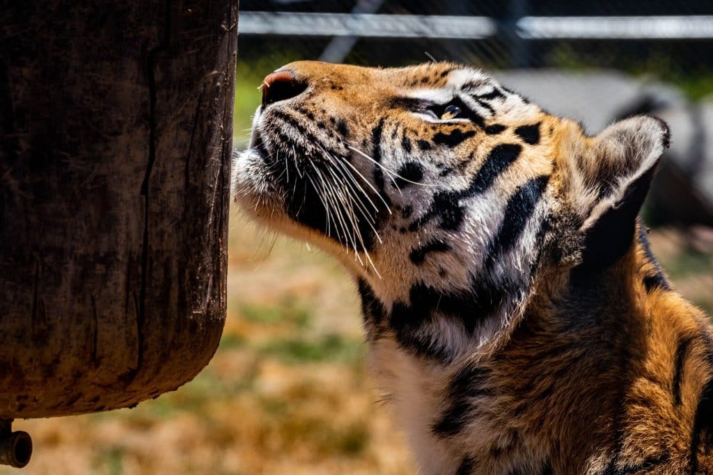 types-of-play-how-big-cats-and-exotic-animals-play-fighting-prefrontal-cortex-problem-solving-skills-sanctuary-life-San-Diego-CA