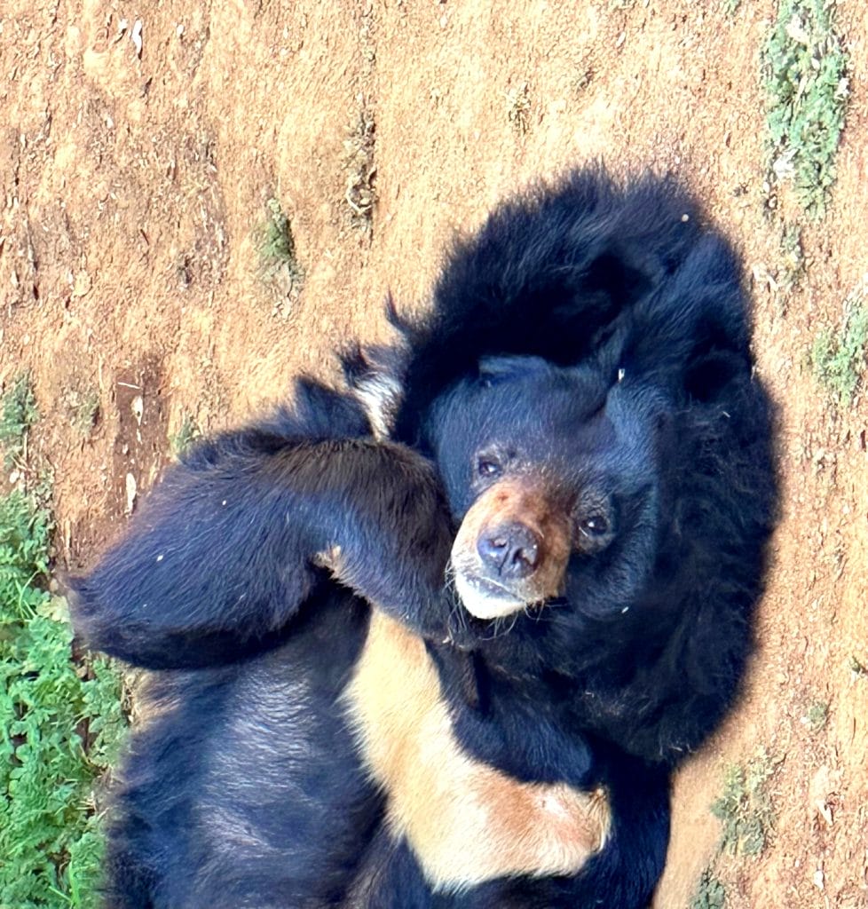 sallie-Himalayan-black-bear-at-San-Diego-animal-sanctuary-mental-stimulation-enrichment-activities-environmental-enrichment-includes-social-animals