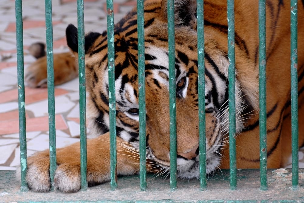 immune-system-endangered-species-captive-animals-chronic-stress-animal-welfare-psychological-trauma-of-animals-in-cages