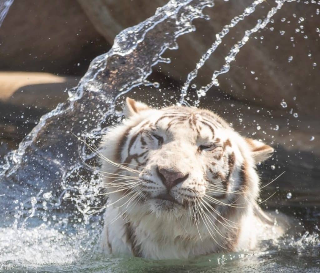 white-tiger-loves-water-rush-of-dopamine-why-children-play-cognitive-sciences-avoid-predators-find-food