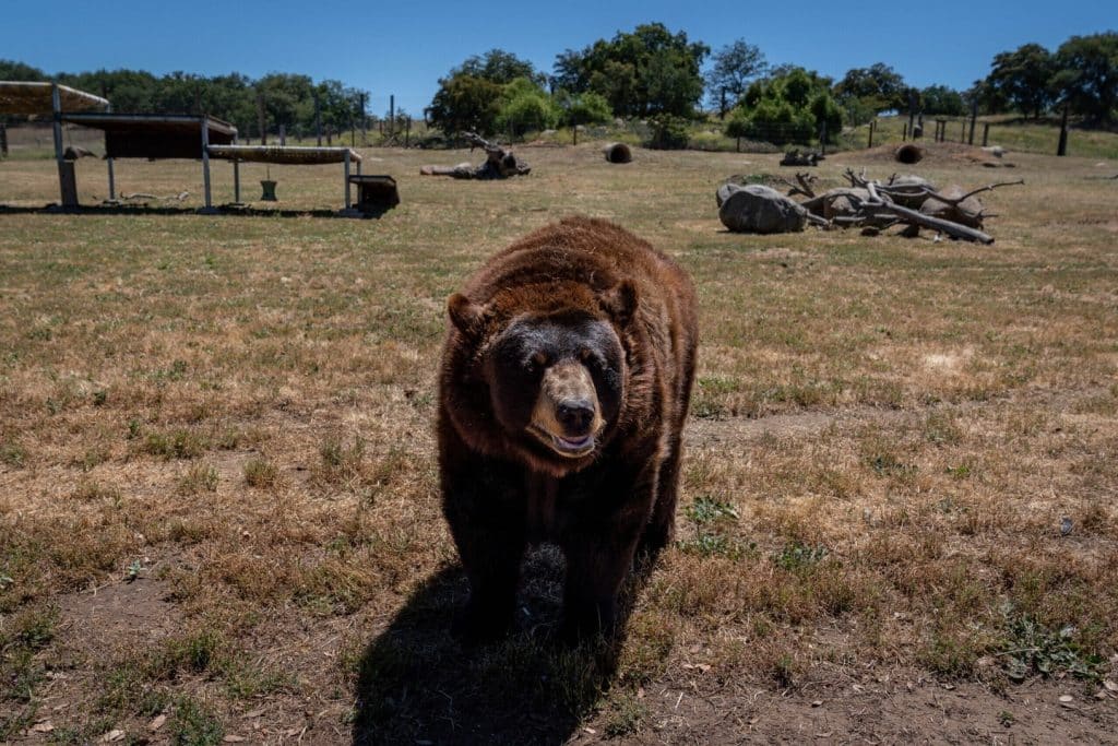 captive-breeding-natural-habitats-animal-enclosures-wide-open-spaces-to-roam-freely-at-accredited-animal-sanctuary-in-San-Diego-Lions-Tigers-and-Bears-Bobbi-Brink-Maddie-the-black-bear