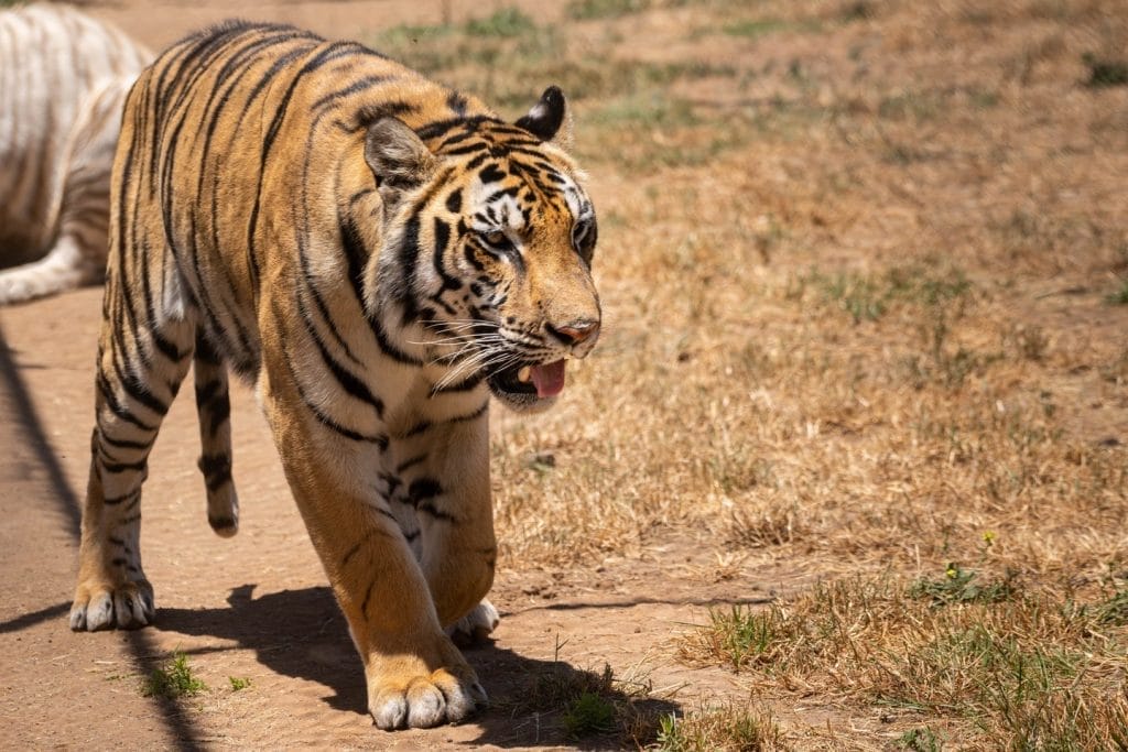 school-activity-field-trips-spending-time-with-animals-activities-card-volunteer-with-animals-San-Diego-California-zoos-and-aquariums