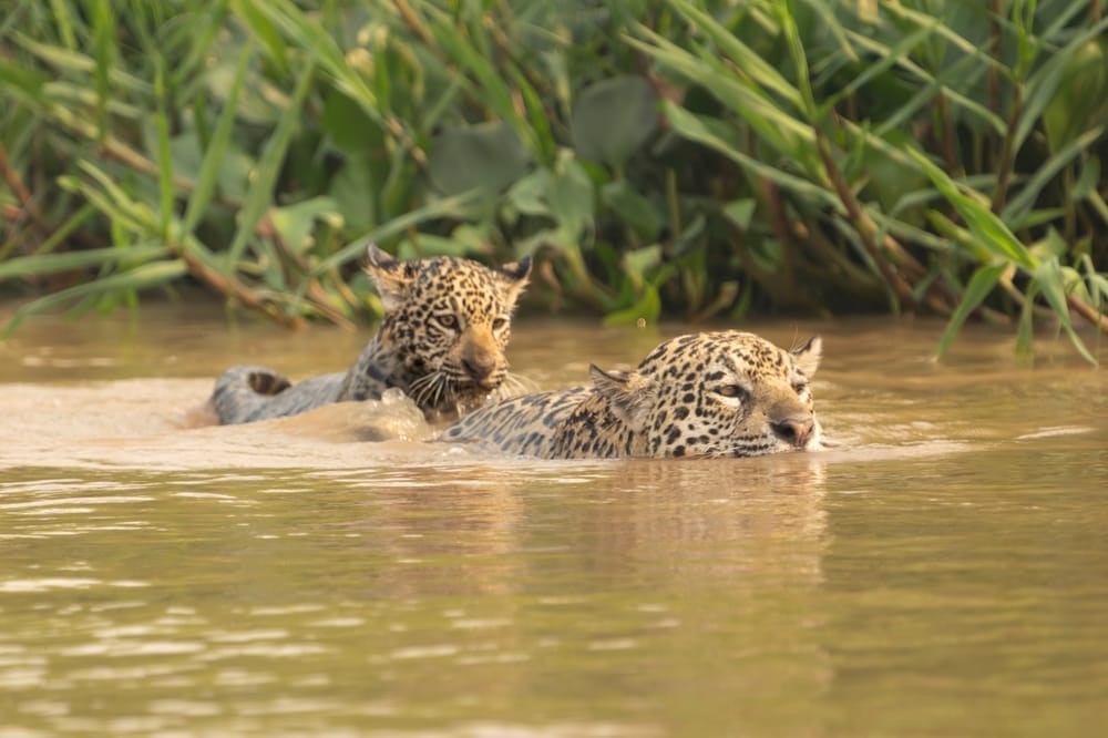 jaguar-cub-and-mother-swimming-in-water-unique-aquatic-behavior-South-America-wildlife-swimming behaviors-jaguar-survival-skills-exotic-animal-quirks-prey-species