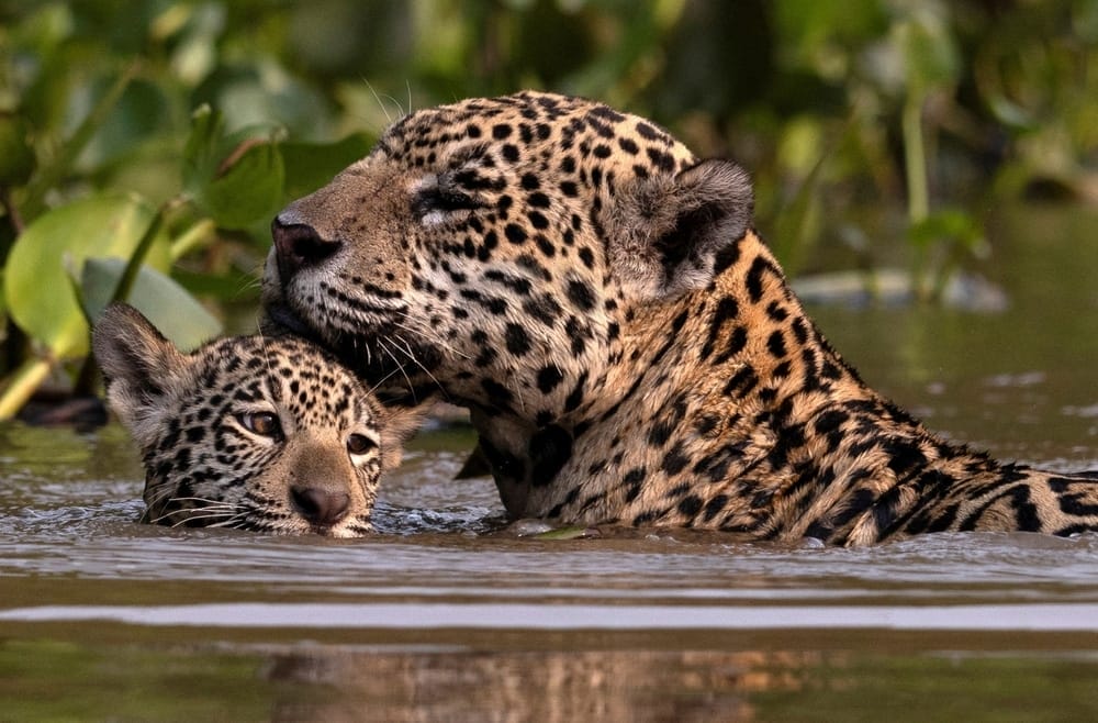 why-do-jaguars-love-water-big-cats-swimming-Eddie-the-jaguar-hunting-habits-uniqe-big-cat-traits