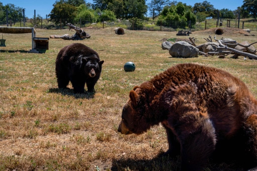 emotional-bonds-in-wildlife-exotic-animal-care-rescued-animal-interactions-endangered-species-captive-breeding-programs-influence-animal-social-behaviors