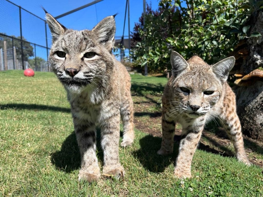 bobcats-at-accredited-animal-sanctuary-in-San-Diego-California-Lions-Tigers-and-Bears-non-profit-donate-to-help-animals-today
