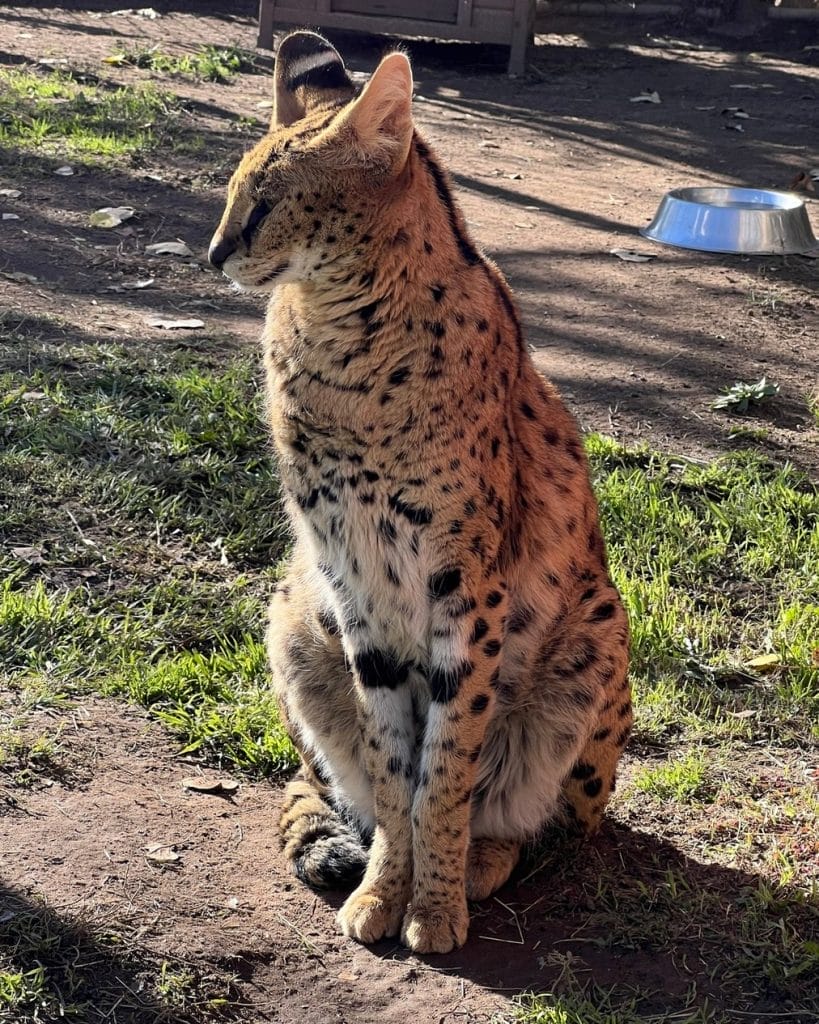 Denali-rescued-by-Lions-Tigers-and-Bears-SD-CA-big-ears-incredible-sense-of-hearing-serval-cats-can-be-dangerous-why-servals-should-not-be-pets