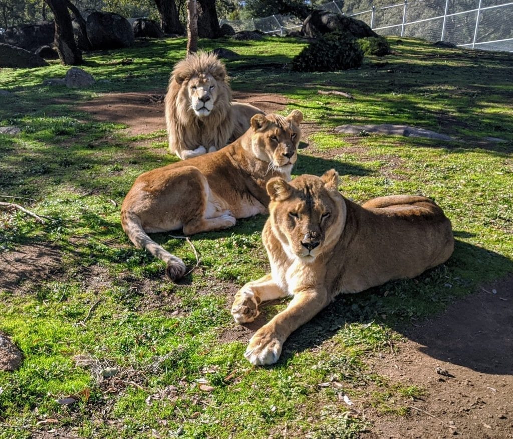 lions-exotic-animal-social-behaviors-animal-bonding-in-captivity-sanctuary-animal-relationships-wildlife-sanctuary-San-Diego-CA