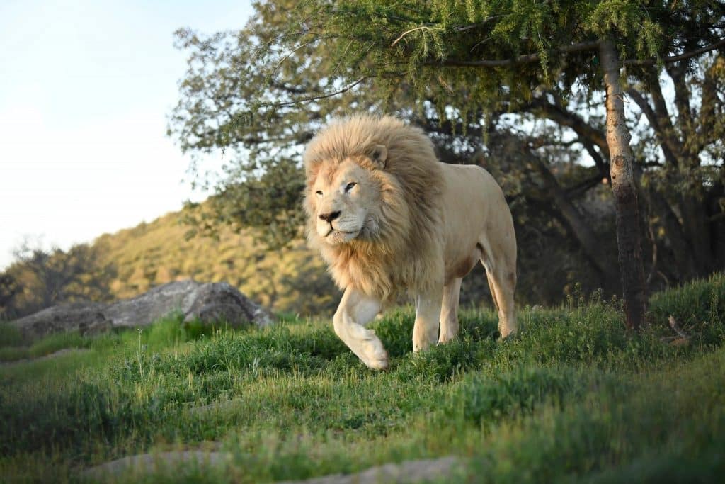 wildlife-tourism-respecting-natural-habitats-rest-of-their-lives-wildlife-photographer-safe-distance-accredited-sanctuary-visit-wildlife-watching-ethical-animal-tourism-San-Diego-animal-sanctuary