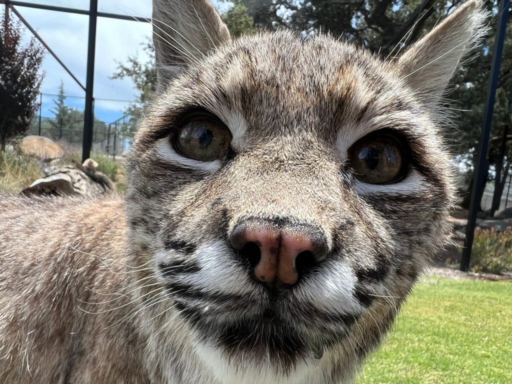 the-importance-of-donations-how-your-support-helps-rescue-animals-like-Mia-the-bobcat-at-San-Diego-Lions-Tigers-and-bears-accredited-animal-sanctuary-big-cats
