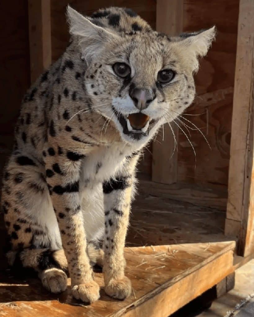 Rafa-the-serval-cat-at-Lions-Tigers-and-Bears-the-San-Diego-Animal-Sanctuary-not-suited-as-pets-fight-against-the-illegal-wildlife-trade-that-harms-animals-worldwide