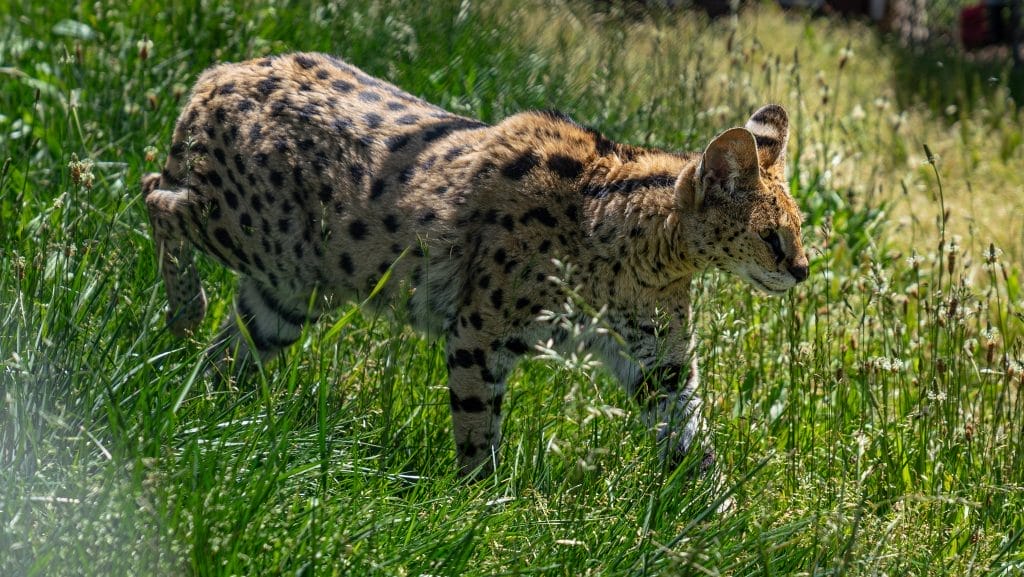 breeding-season-medium-sized-long-necks -white-spots-serval-lifespan-accredited-animal-sanctuary-San-Diego-California-big-cat-rescue