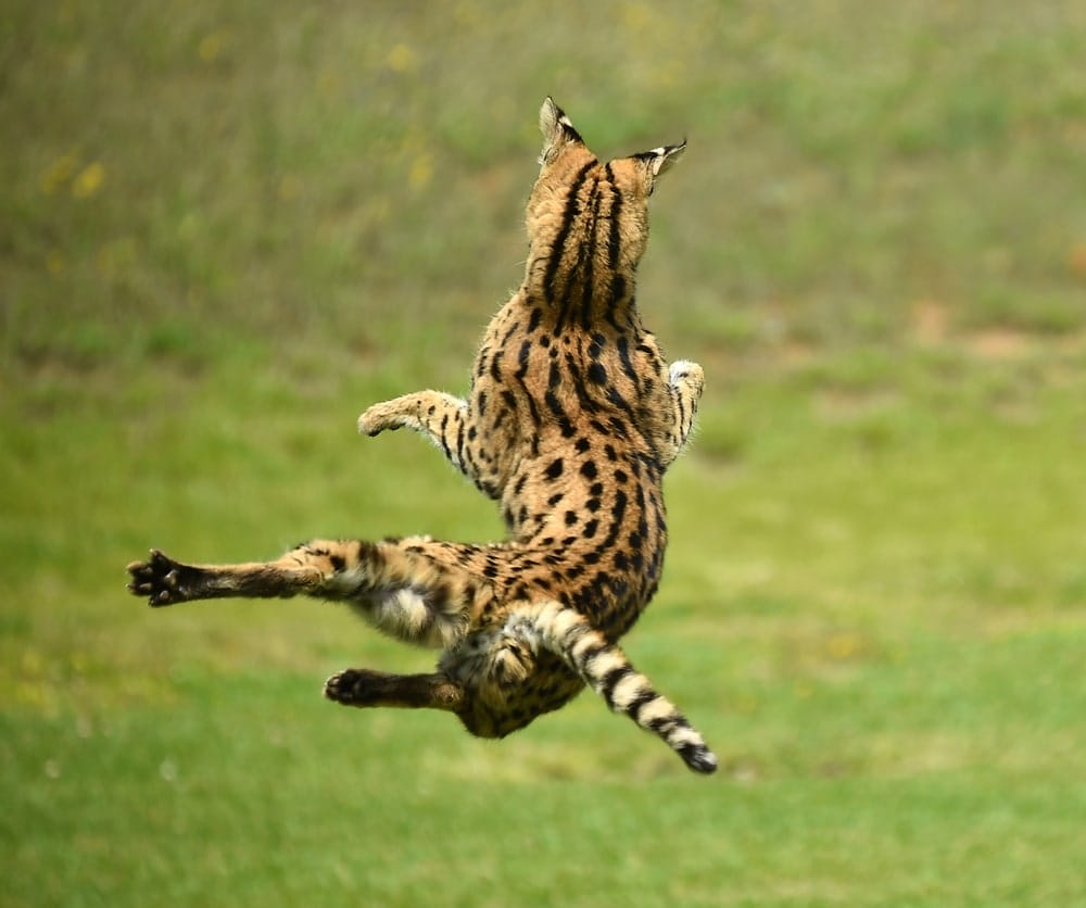 saharan-Africa-natural-history-serval-cat-Southern-Africa-savannah-cat-habitat-loss-small-head-extra-long-legs-jumping-leaping-hunting-for-food