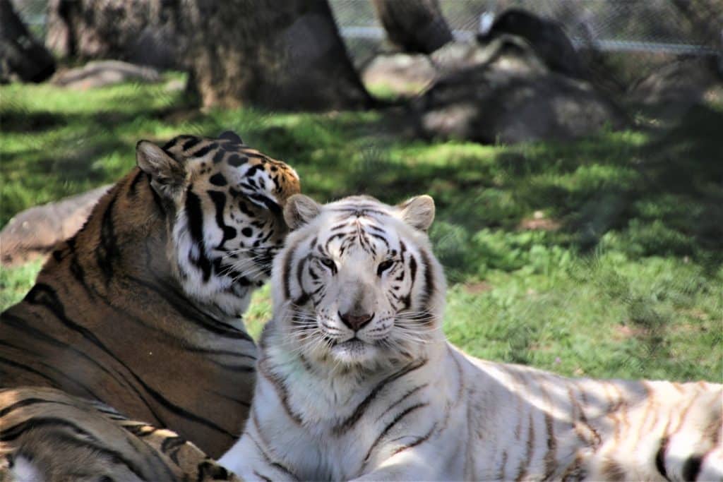 social-bonds-emotional-support-for-animals-natural-habitats-big-cat-habits-animal-companionship-sanctuary-life-Moka-Nola-Tigers