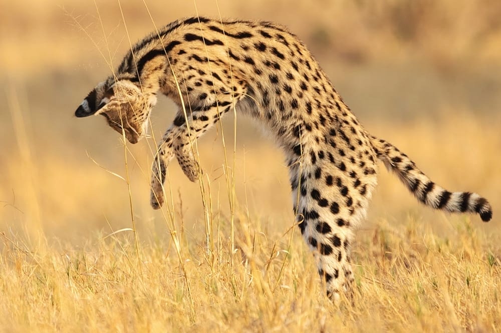 Saharan-African-serval-cat-leaping-feline-in-tall-grass-hunting-for-food-extra-long-legs-behavior-fun-facts-wild-animals-should-not-be-pets