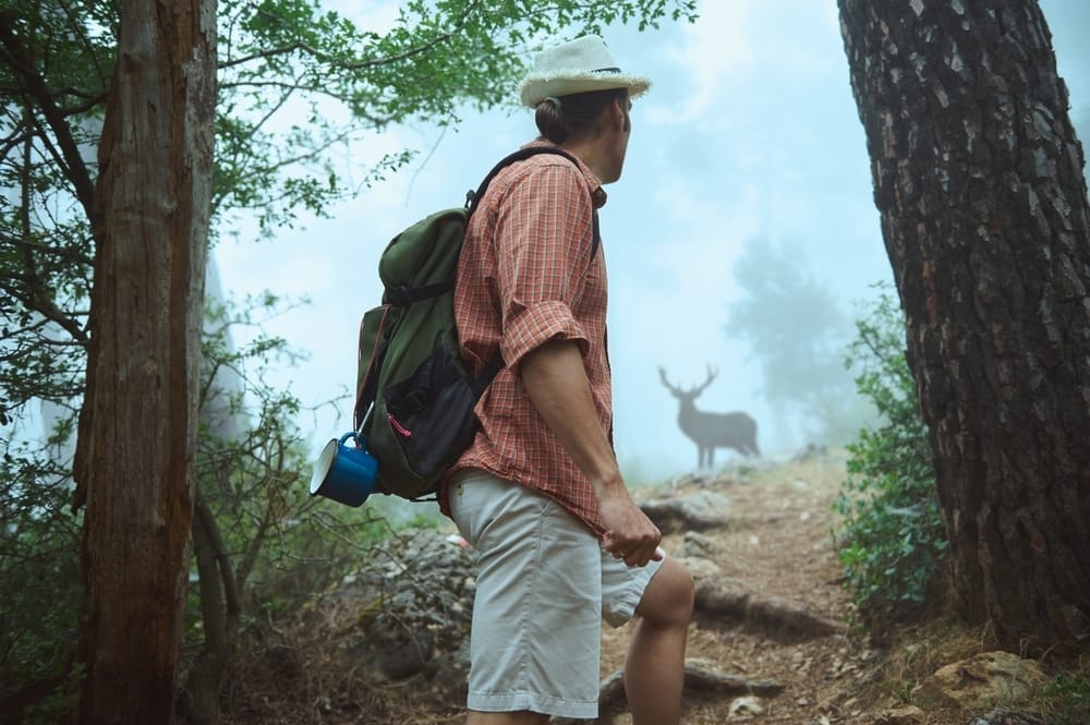 observe-wildlife-responsibly-ethical-animal-encounters-accredited-animal-sanctuary-visit-feeding-animals-safe-viewing-distance-animal-behavior-observation-wildlife-species-wildlife-conservation