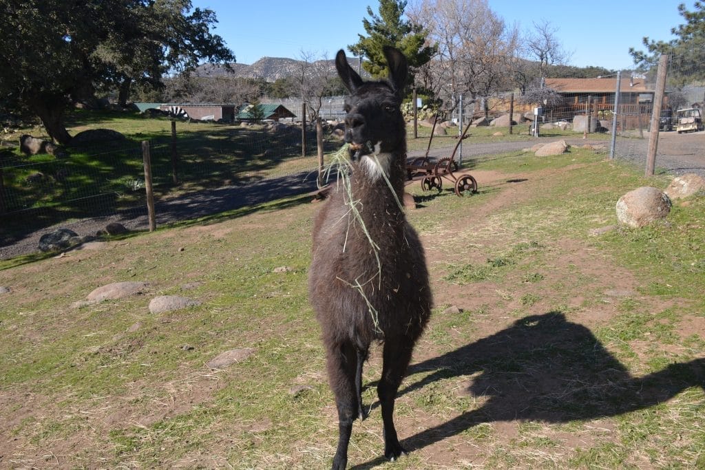 farm-animals-not-the-fastest-animal-or-the-deadliest-animal-vital-role-of-animal-rescue-operations-non-exotic-animals-at-our-sanctuary