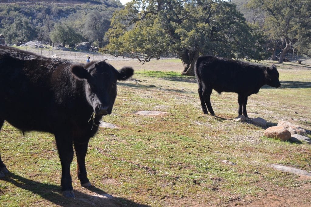 farm-animal-fun-facts-incredible-wildlife-majestic-mammals-pack-animal-domesticated-animals-cows-pigs-and-more-at-our-sanctuary