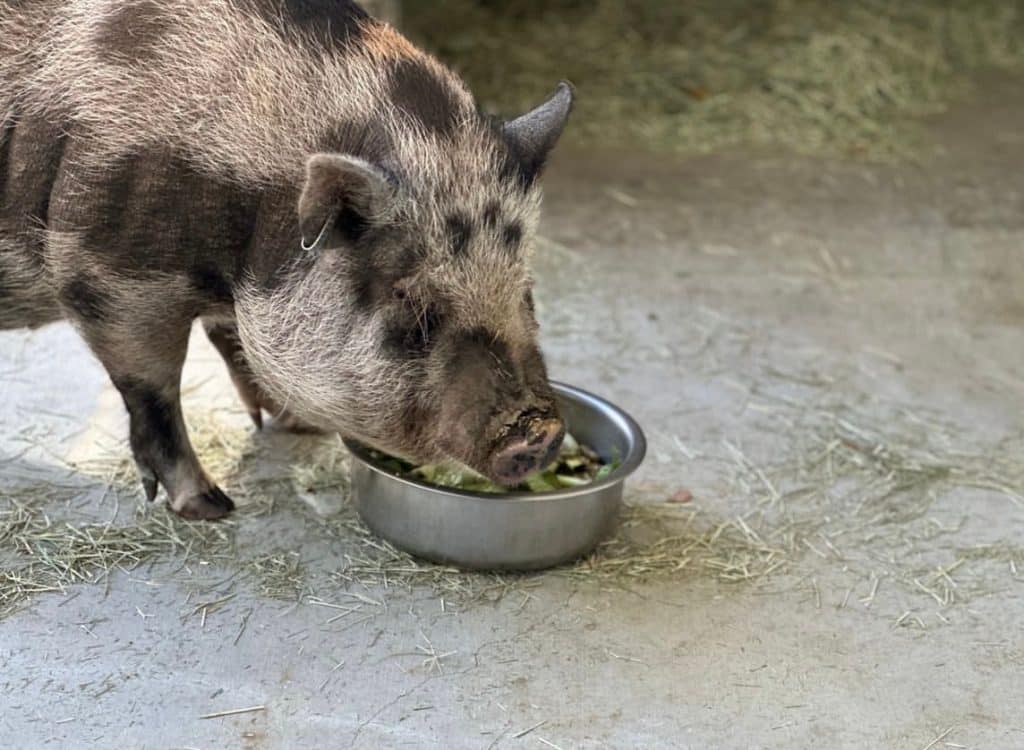Pebbles-the-potbellied-pig-ruminant-animals-emu-behavior-pig-intelligence-animal-education-for-kids-sanctuary-animals