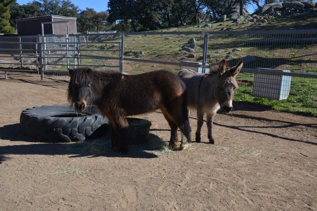 miniature-horse-and-donkey-animal-fun-facts-visit-our-San-Diego-animal-sancturary