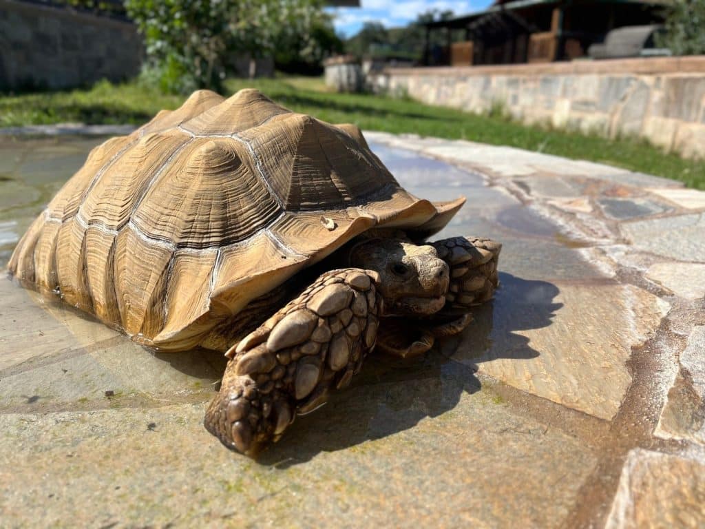 Donashello-our-resident-Sulcata-Tortoise-in-San-Diego-Alpine-California-Lions-Tigers-and-Bears-rescue-living-fossil-vitamin-D3-Sahara-desert-African-spurred-tortoise-Galapagos-tortoise