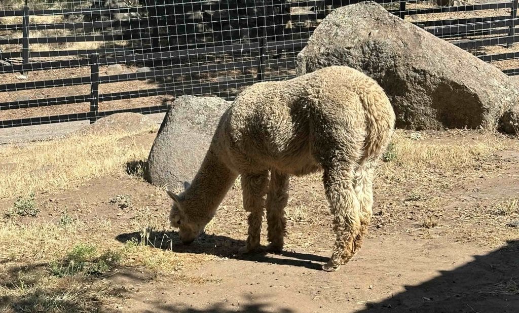 lives-of-animals-banana-shaped-ears-alpacas-are-small-animal-education-program-school-field-trips