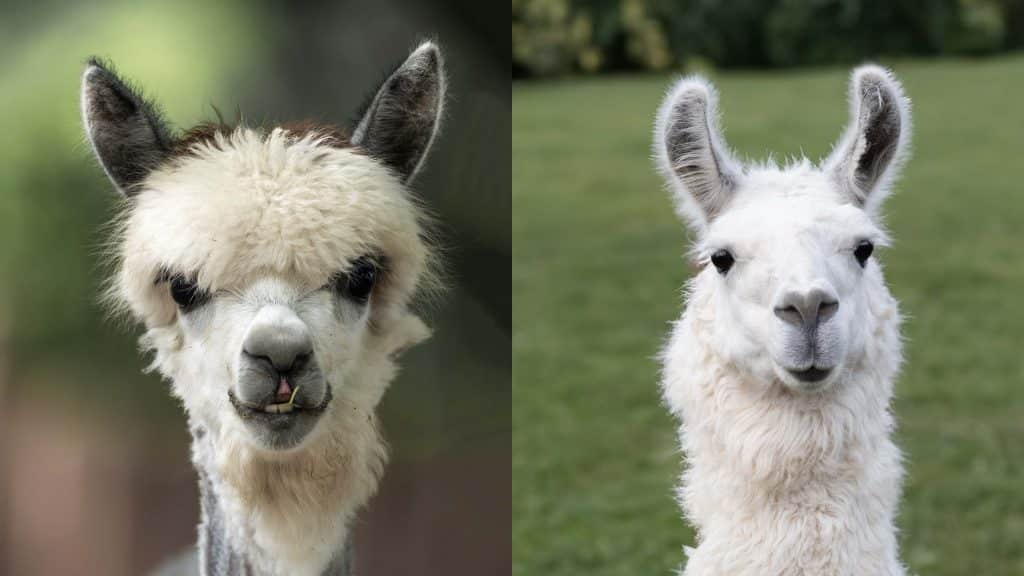 alpaca-vs-llama-whats-the-difference-and-why-it-matters-san-diego-exotic-animal-rescue-tiger-sanctuary-Lions-Tigers-and-Bears-Bobbi-Brink-Alpine-CA-non-profit-big-cat-rescue