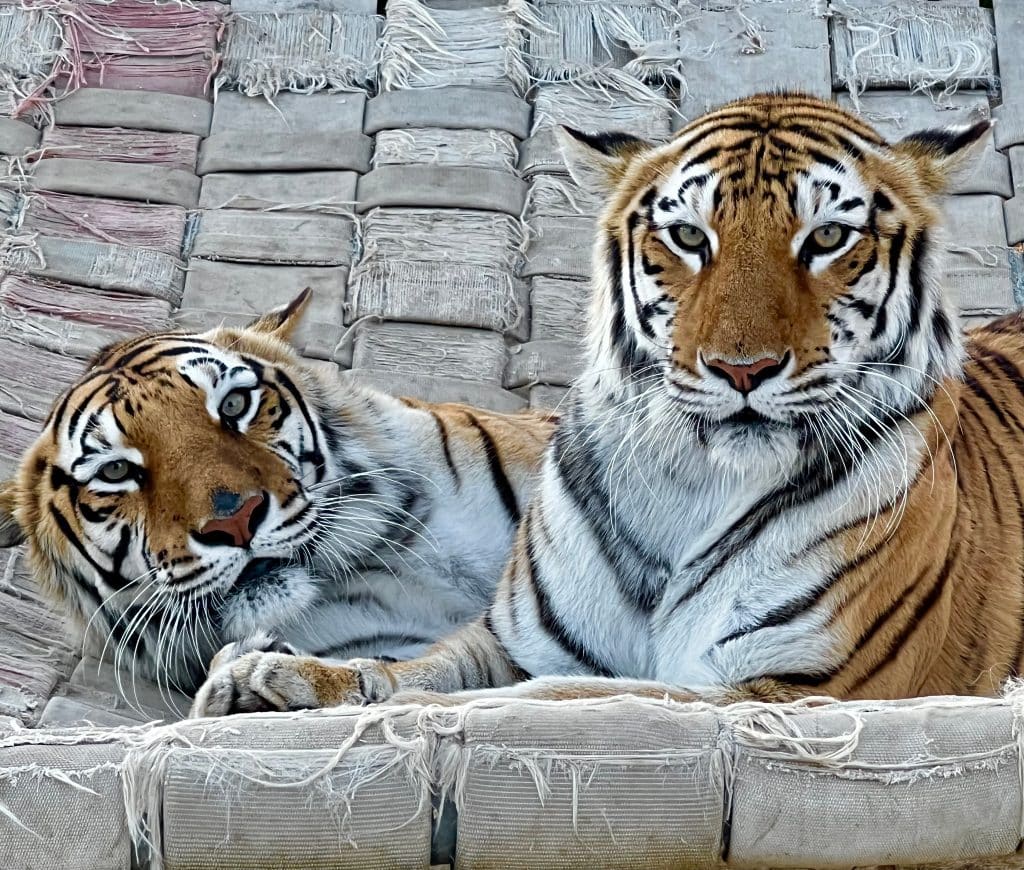 rescued-tigers-from-Tiger-King-Netflix-in-San-Diego-accredited-animal-sanctuaries-big-cat-rescue-tiger-cubs-wild-animals-animal-welfare-Joe-Exotic-law-enforcement-Endangered-Species-Act-fish-and-wildlife