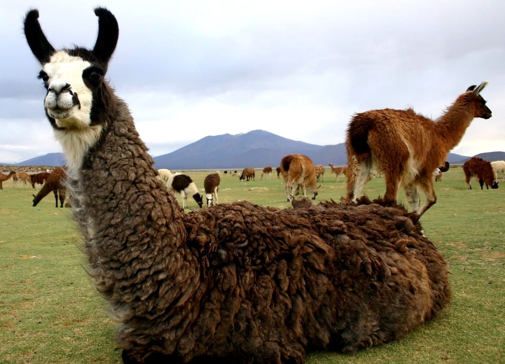 South-America-alpacas-vs-llamas-alpaca-fiber-pack-animal-herd-animals-rescue-San-Diego