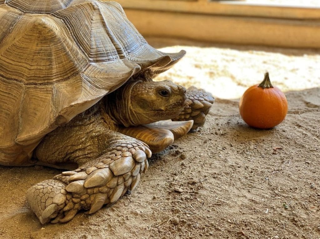 slow-rate-of-molecular-evolution-surrendered-pets-illegal-wildlife-trade-Sahara-desert-Africa-shelled-vertebrate